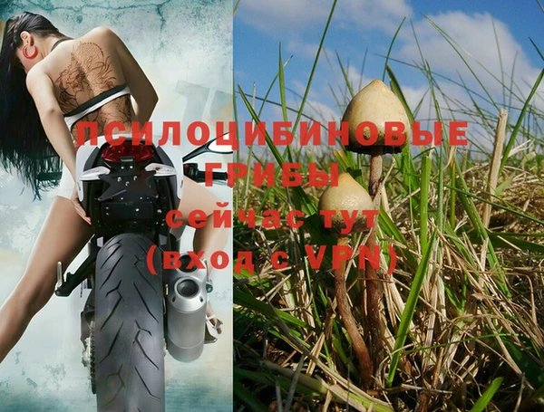 хмурый Магас
